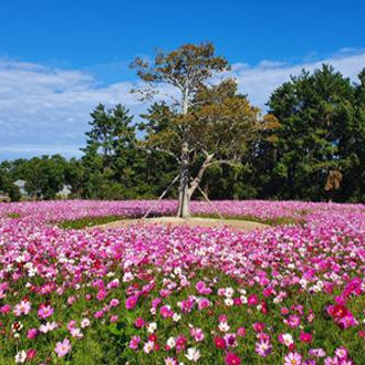 경주 핑크뮬리